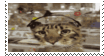 Second Cat Stamp